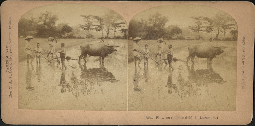 Plowing the rice fields in Luzon, P. I.